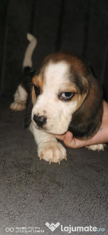 Catelusi rasă beagle