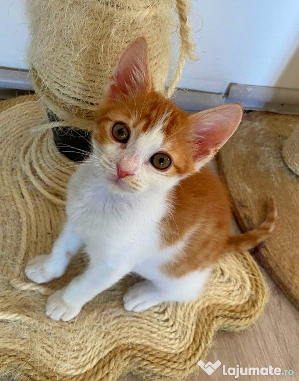 Adoptie pui de pisica roscat tigrata Gradinita Miau Miau