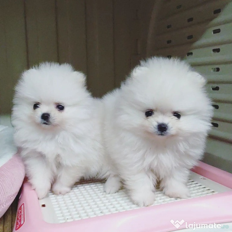 Pomeranian cu genetic pur