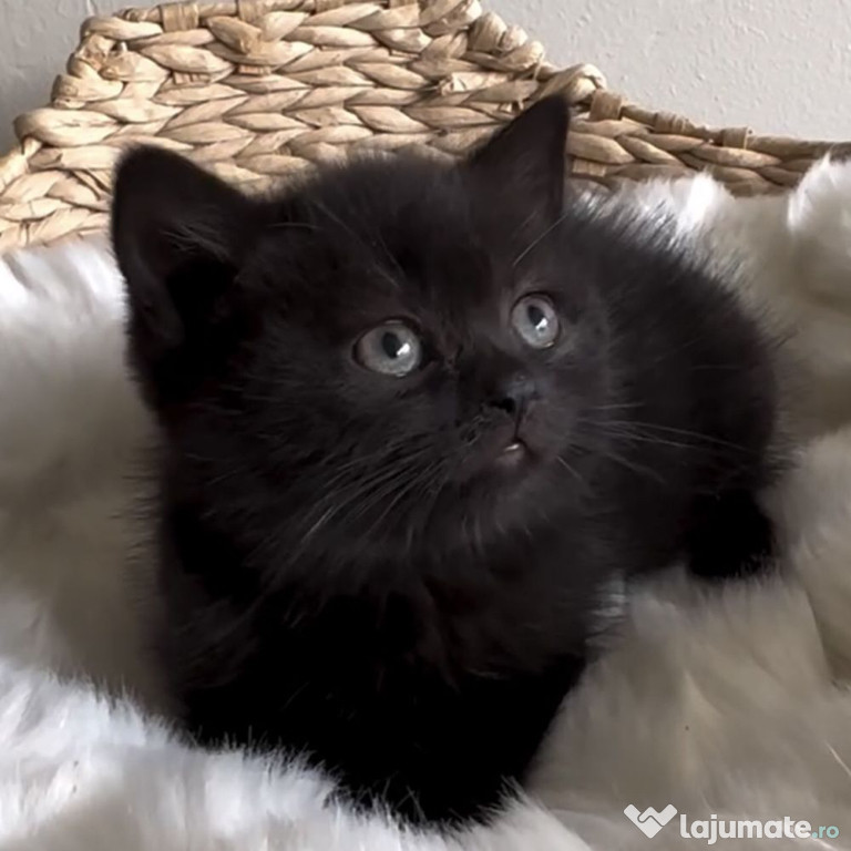 British shorthair băieței și fetițe