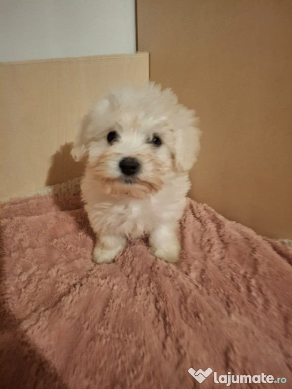 Bichon frise fetiță