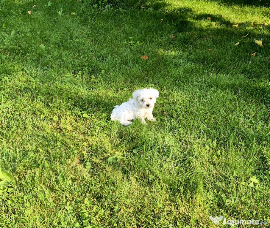 Bichon maltez toy