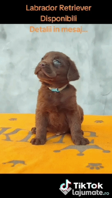 Labrador retriever ciocolatiu Pedigree