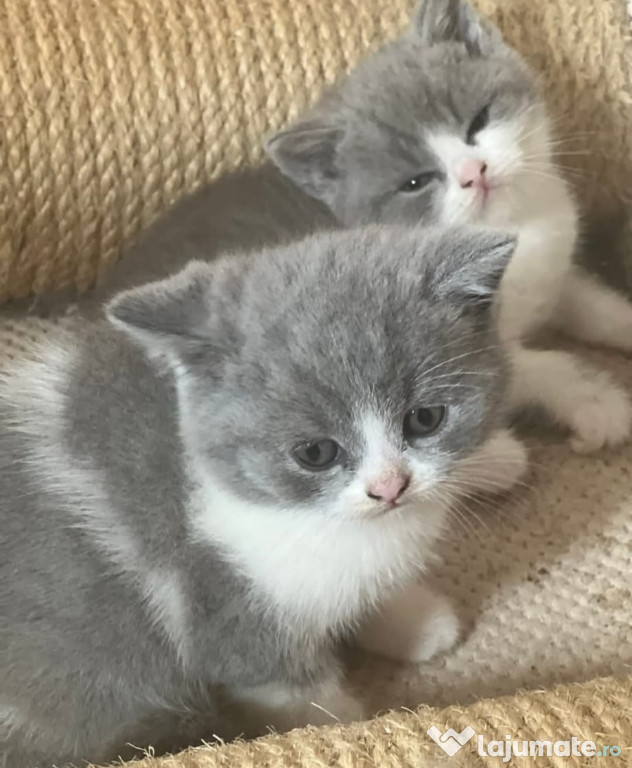 British Shorthair color