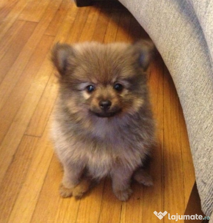 Pomeranian Spitz