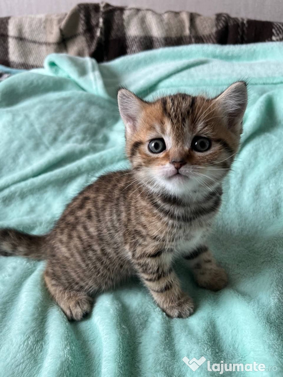 British shorthair puiuți