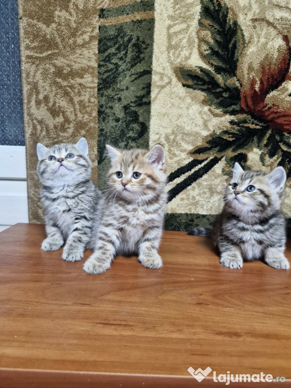 British shorthair puișori