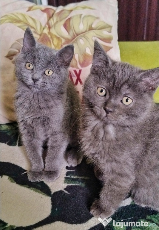 Pufosenii adorabile