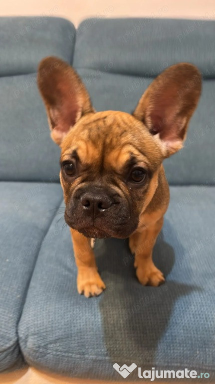 De vânzare catel Bulldog Francez, maro, fetița, 3 luni