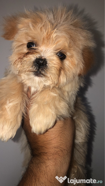 Bichon havanez maltipoo