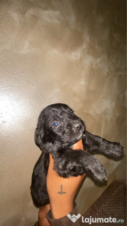 Puiuți labrador retriever deosebiți