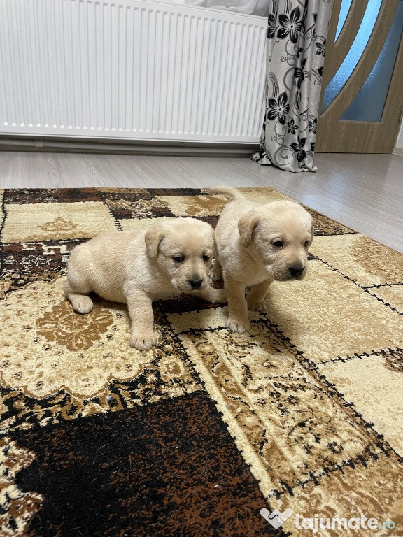 Pui labrador auri jucăuși