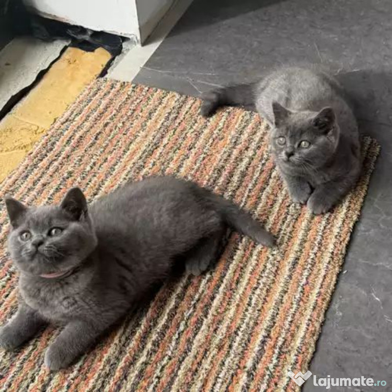 British shorthair pui superbi