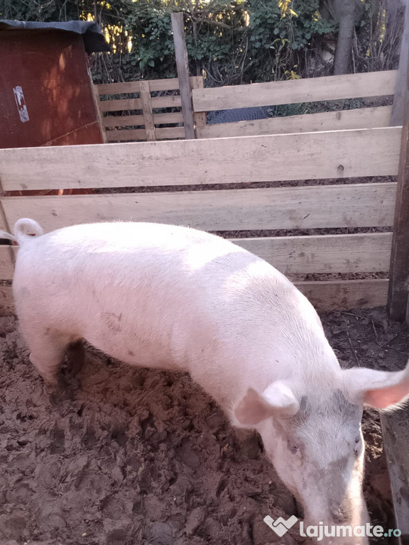 Vând porc de Crăciun