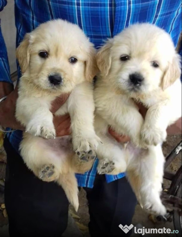 Golden Retriever rasă pură