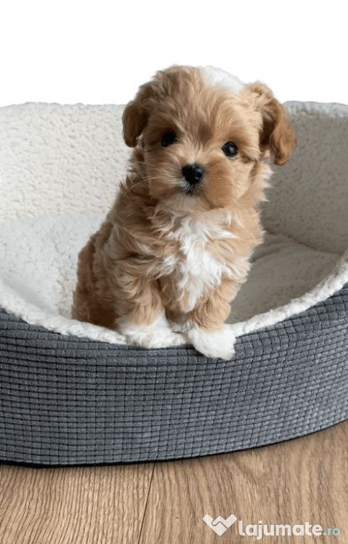 Maltipoo poodle mini toy