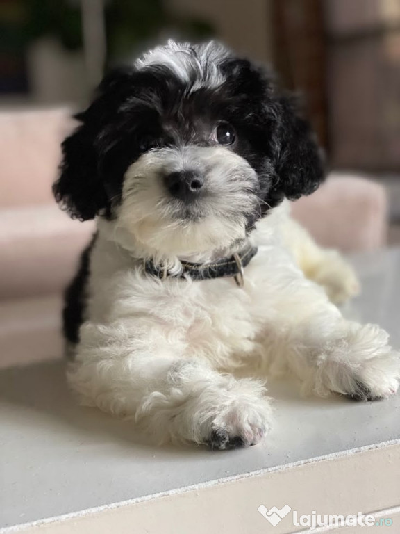 Maltipoo poodle mini toy