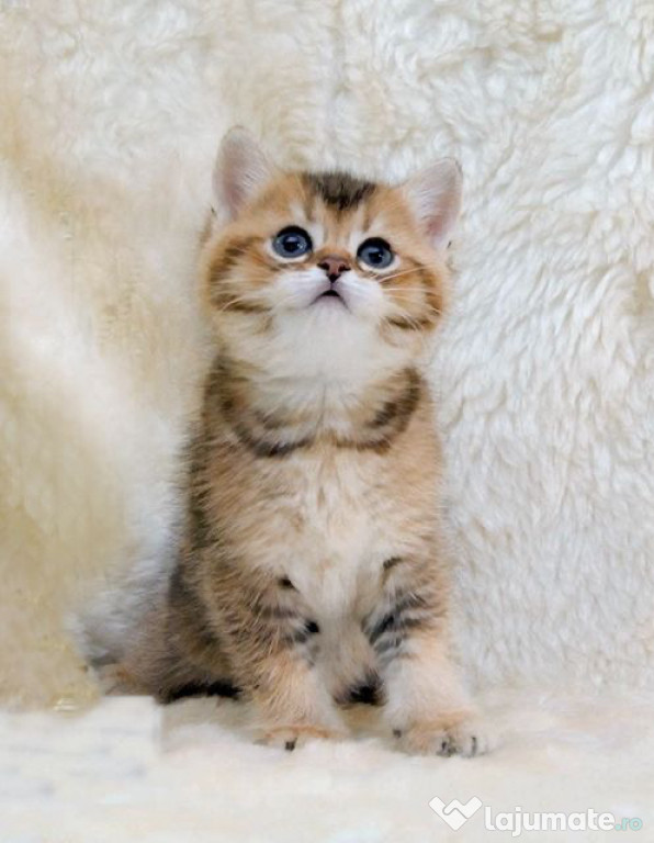 British shorthair băieței și fetițe