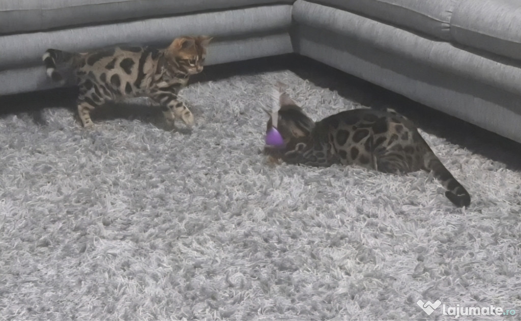 Pui pisica Bengal .