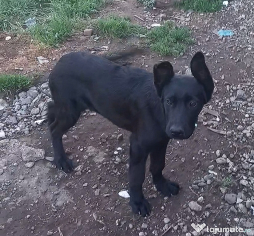 Metis de cane corso