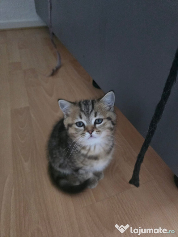 British shorthair puișori