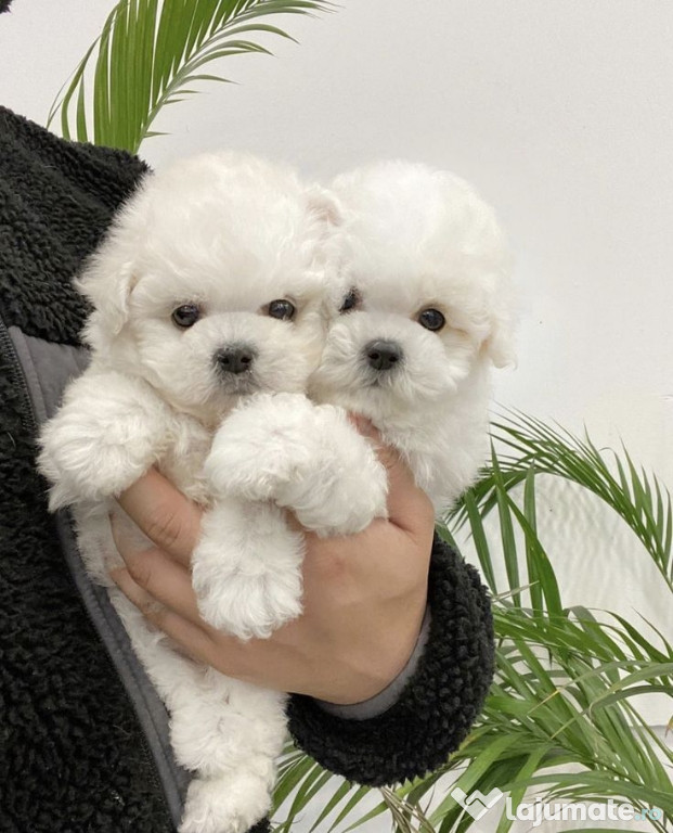 Bichon Maltez Mini Toy Superbi