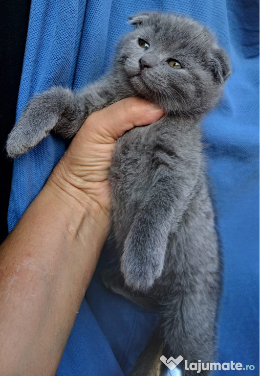 Scottish Fold Blue / white