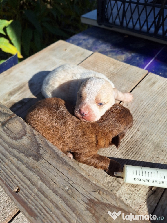 Cățeluși talie mică