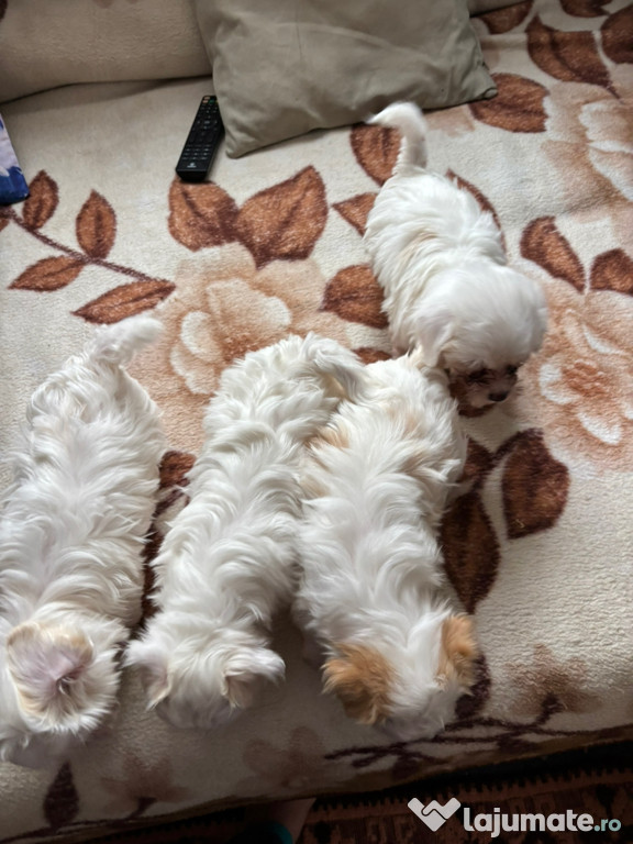 Bichon maltez de 9 săptămâni