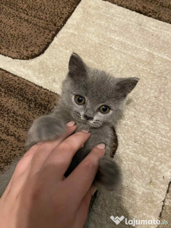 Pui british shorthair