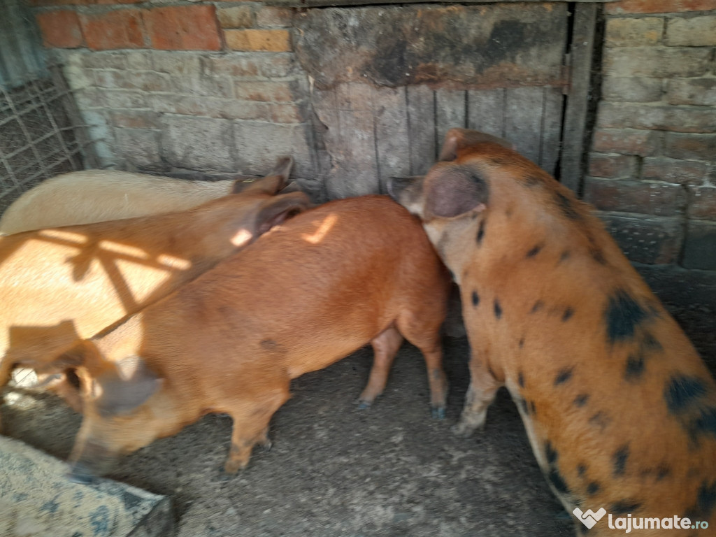 Vand porci - 110-120 kg