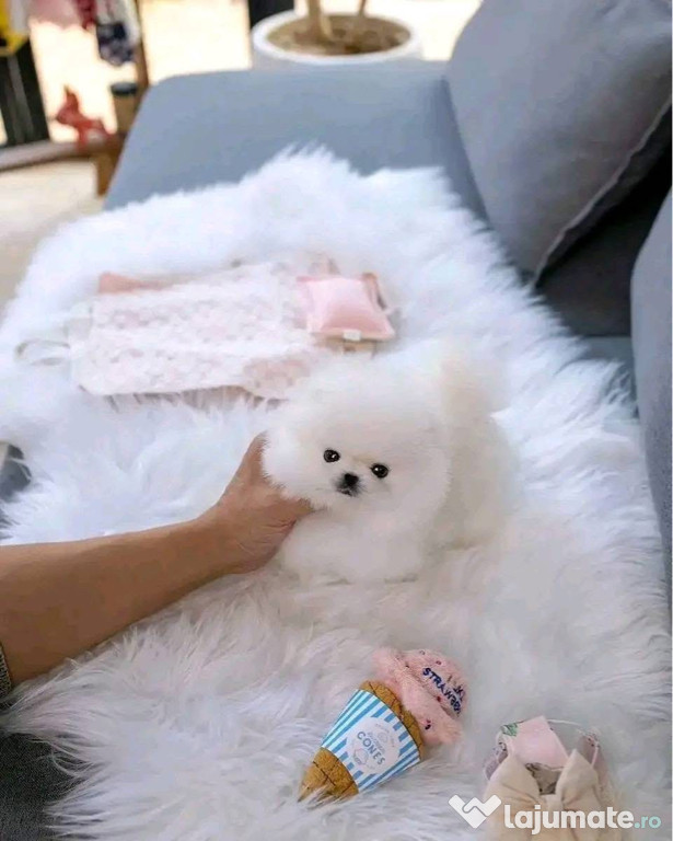 Pomeranian mini toy