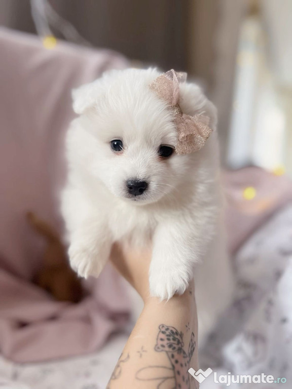 Pomeranian toy disponibil