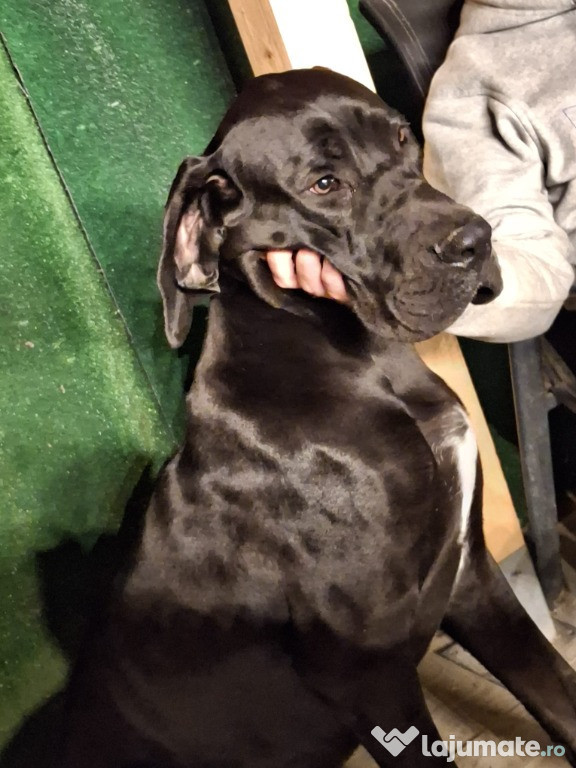 Dog gernan, Great Danes