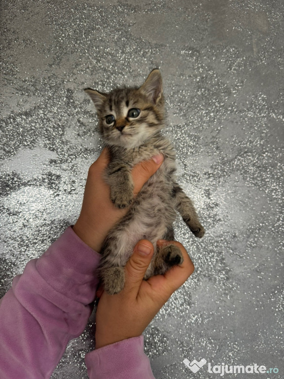 Puiuți Bengal adorabili