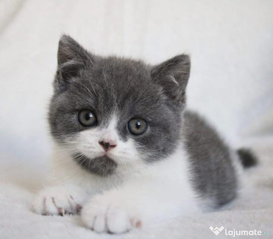 British shorthair pui