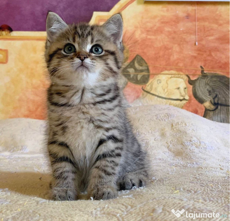 British shorthair pisoiasi