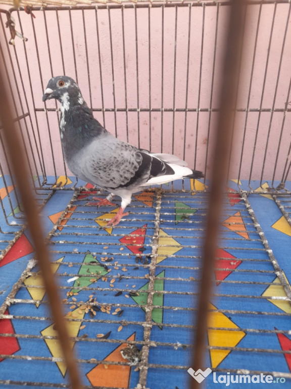 Porumbei voiajori si galateni