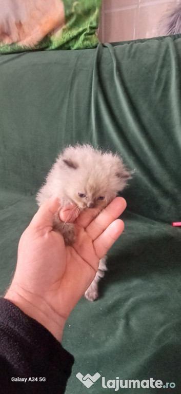 Donez o pereche de pisici rasă pură