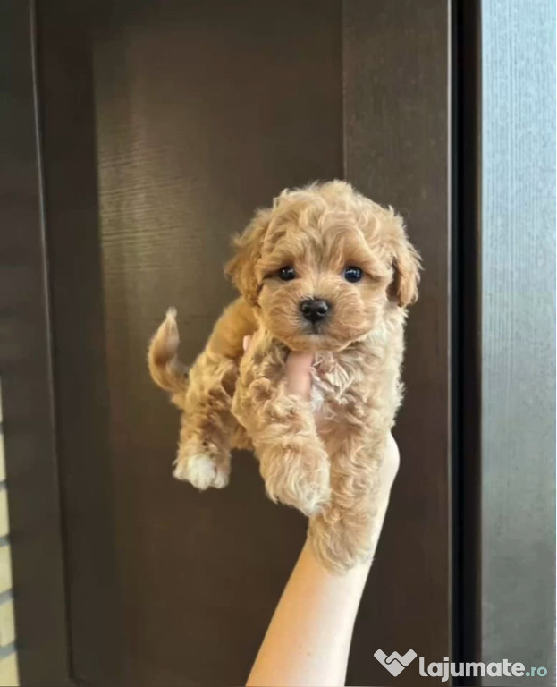 Maltipoo poodle mini toy