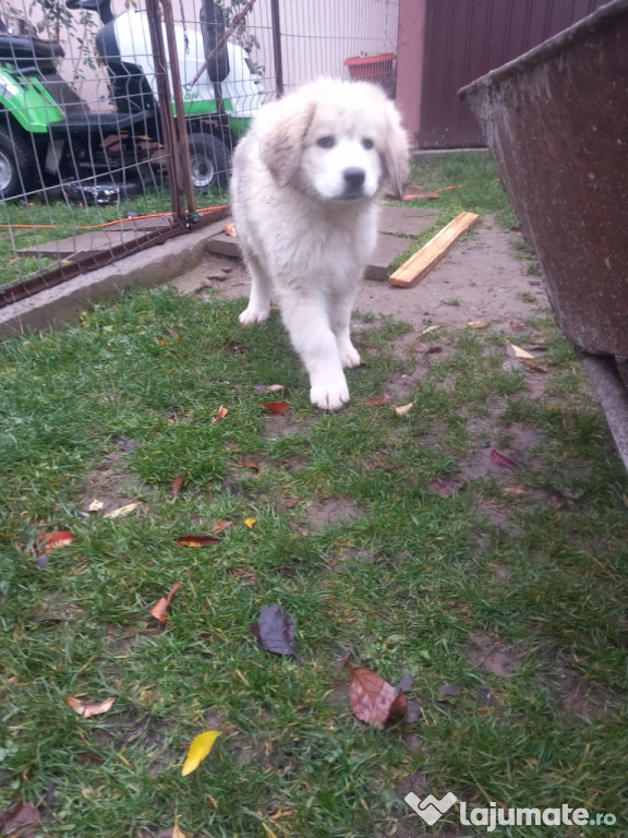 Vand ciobanesc de bucovina pret negociabi