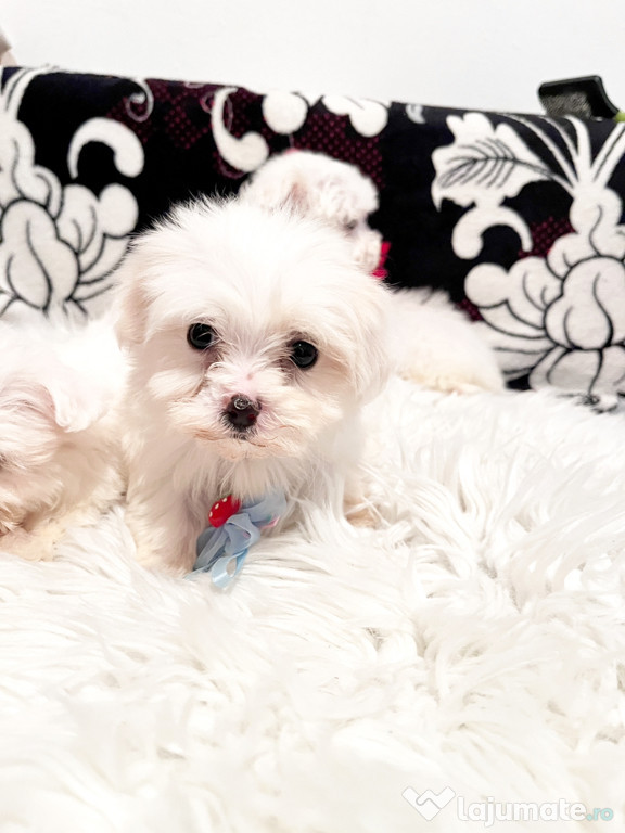 Pui de Bichon Maltez,masculi