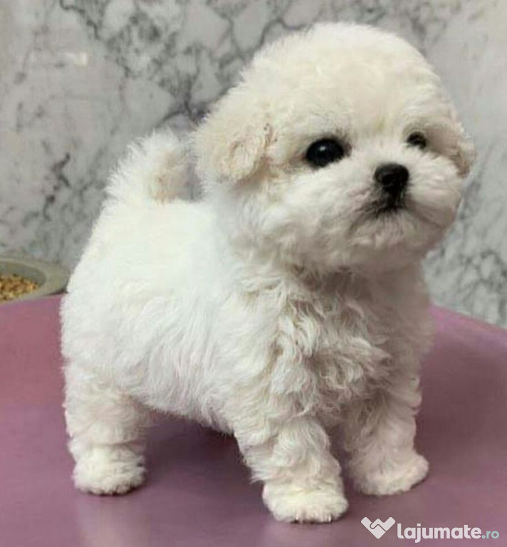 Bichon maltez mini toy
