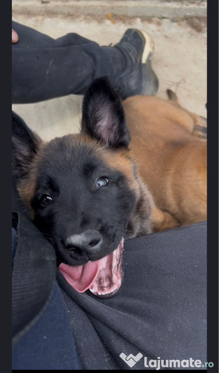 Pui Ciobanesc Belgian Malinois Rasa Pura