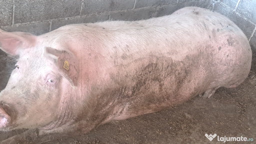 Porc marele alb cu landras