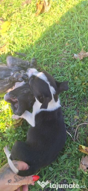 De vânzare, se vând căței frumoși și jucausi