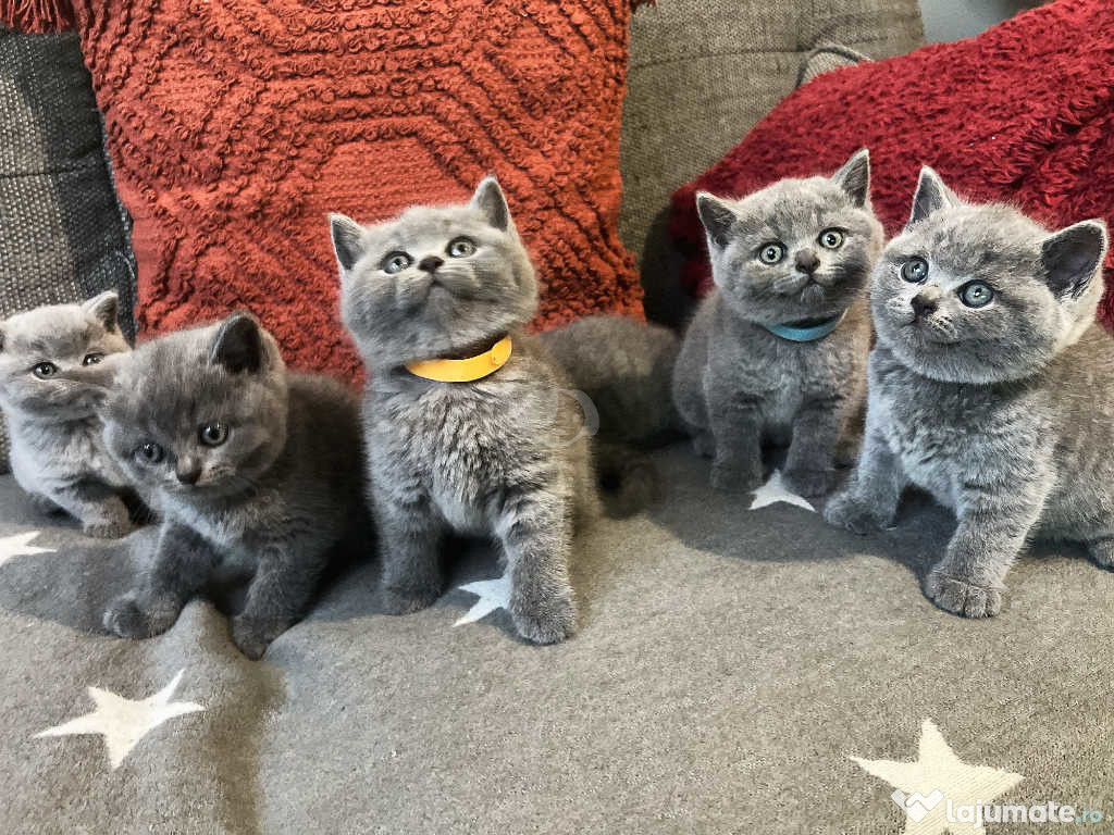 Pisicuțe British Shorthair disponibile.