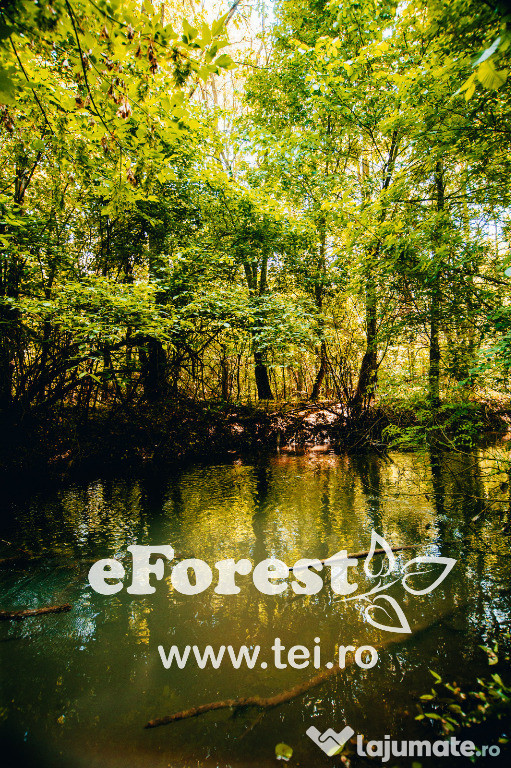 Loturi de casă 720 - 900 mp, langă Pădure în eForest, acces asfaltat