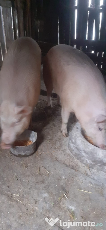 Porc de vanzare Pietrain 170 kg