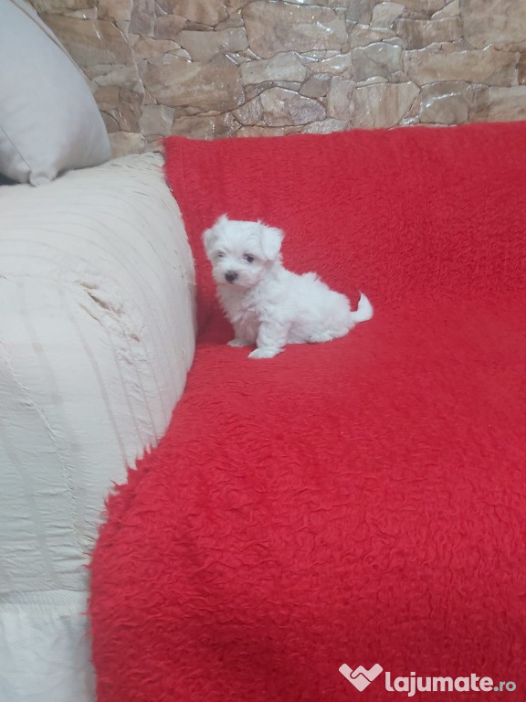 Pui bichon maltese